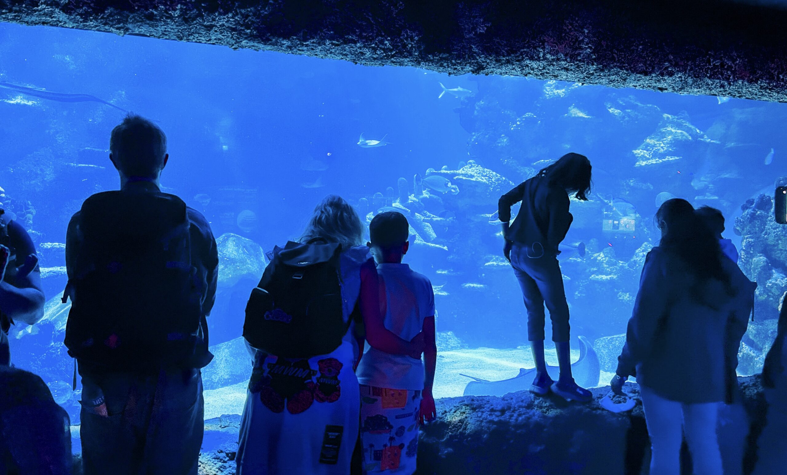 お出かけ情報 ロンドン水族館 Sea Life Kumamin Blog In London お出かけ情報 ロンドン水族館 Sea Life Kumamin Blog In London