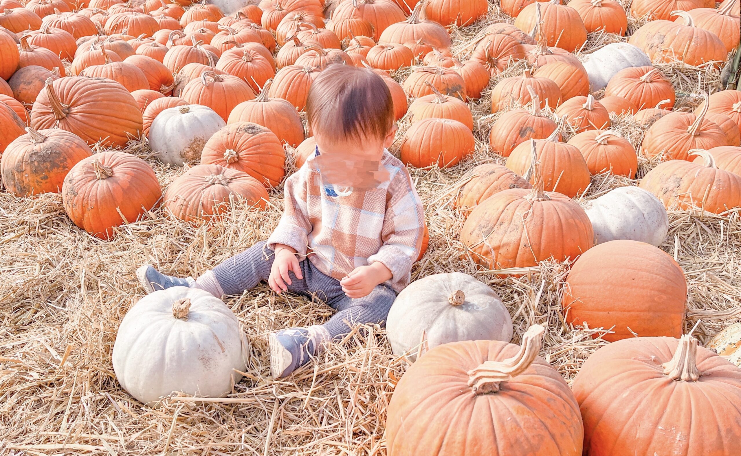 子連れお出かけ〕ロンドンでハロウィンのかぼちゃ狩り🎃Garsons Farm